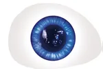 1 Augen