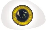2 Augen