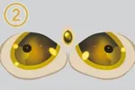2 Augen