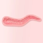fanreal Vagina Textur Austauschbar