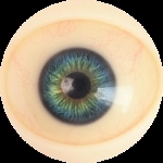 11 Augen