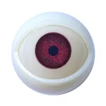 1 Augen